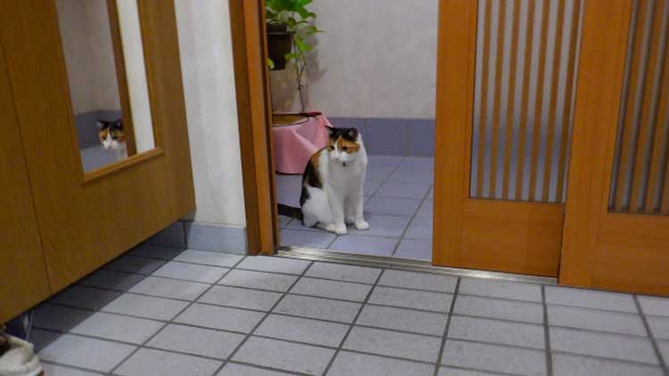 玄関を訪れた訪問者は一匹の猫